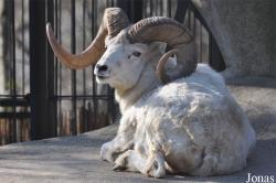Ovis dalli
