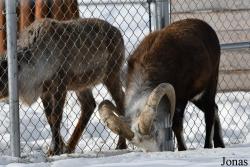 Assiniboine Park Zoo