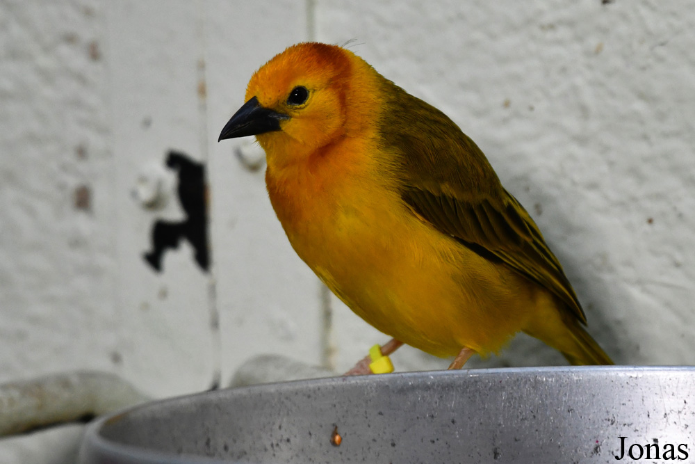 Assiniboine Park Zoo