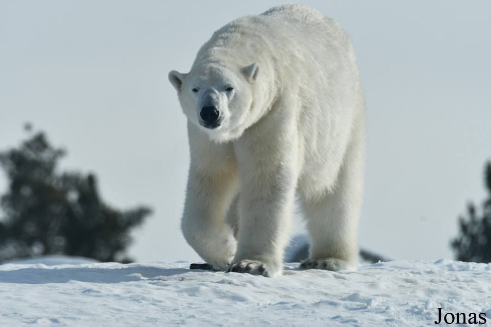 Assiniboine Park Zoo