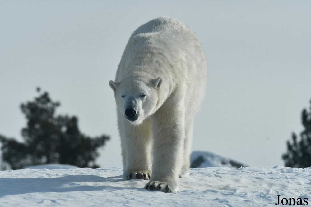 Assiniboine Park Zoo