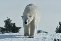 Assiniboine Park Zoo