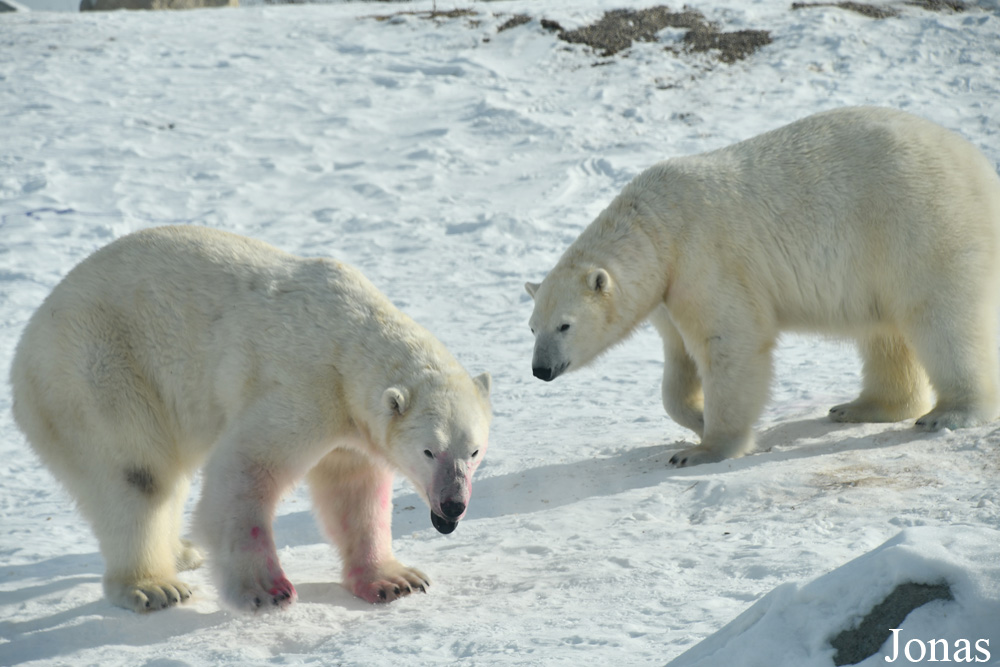 Assiniboine Park Zoo