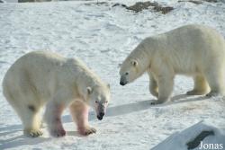 Assiniboine Park Zoo