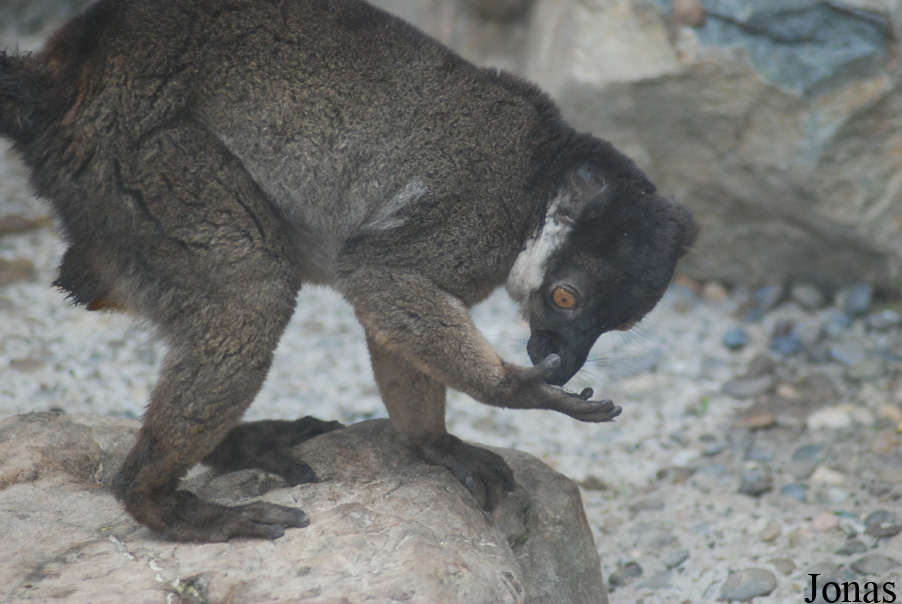 Parc Zoologique et Botanique de Mulhouse