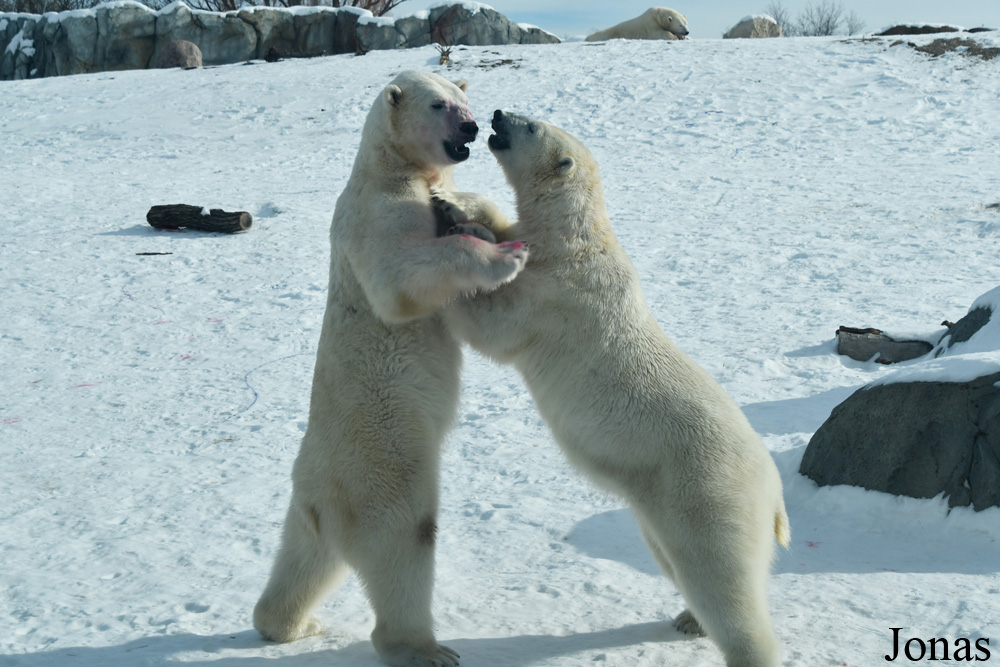 Assiniboine Park Zoo
