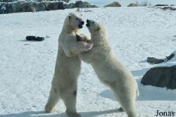 Assiniboine Park Zoo