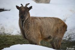 Assiniboine Park Zoo