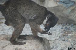 Parc Zoologique et Botanique de Mulhouse