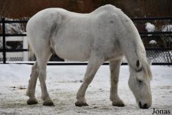 Cheval Percheron
