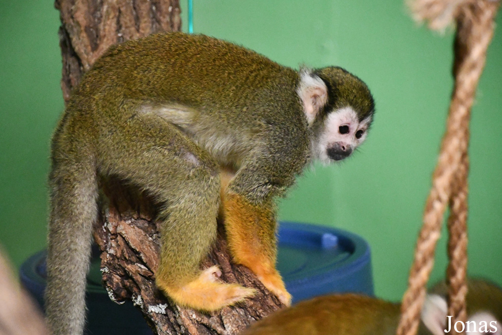 Assiniboine Park Zoo