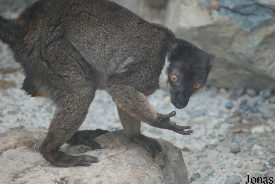 Parc Zoologique et Botanique de Mulhouse