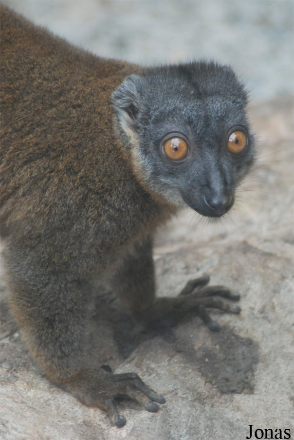 Parc Zoologique et Botanique de Mulhouse