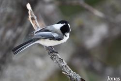 Poecile atricapillus septentrionalis