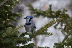 Assiniboine Park
