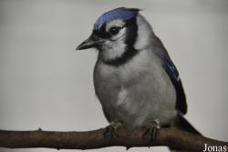 Cyanocitta cristata