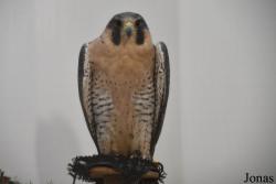 Falco peregrinus anatum