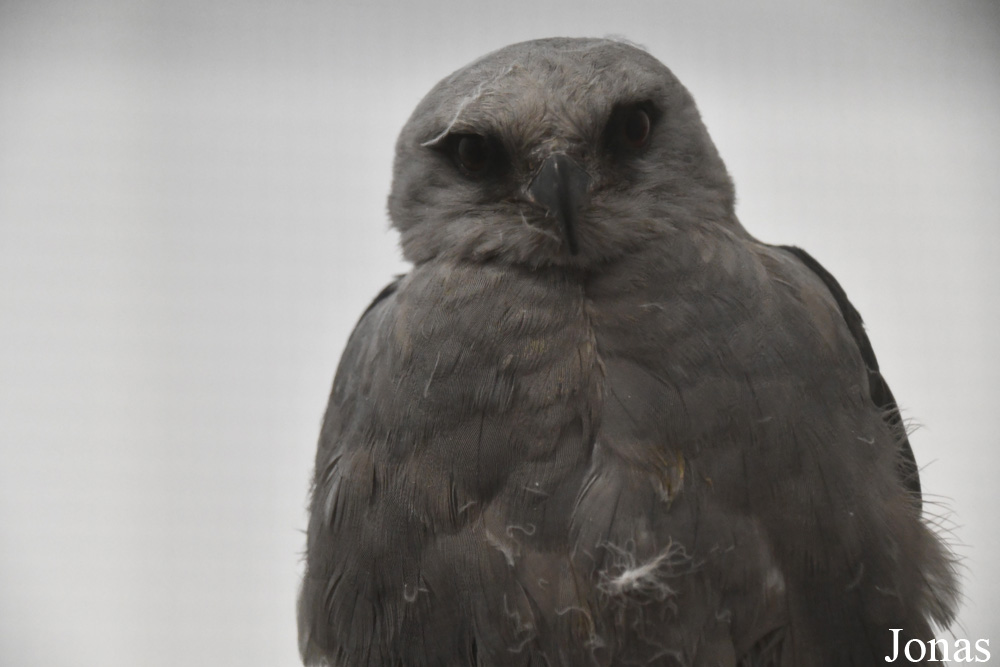 Wildlife Haven Rehabilitation Centre