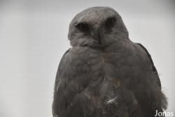 Wildlife Haven Rehabilitation Centre