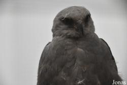 Wildlife Haven Rehabilitation Centre