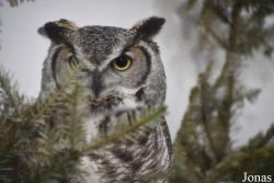Wildlife Haven Rehabilitation Centre