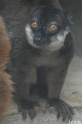 Parc Zoologique et Botanique de Mulhouse