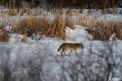 Canis latrans latrans