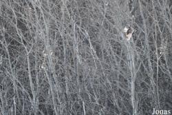 Assiniboine Forest