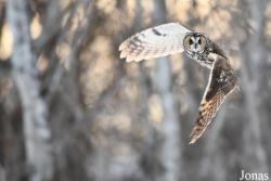 Asio otus wilsonianus