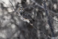 Assiniboine Forest