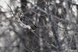 Assiniboine Forest