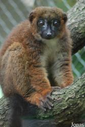 Parc Zoologique et Botanique de Mulhouse