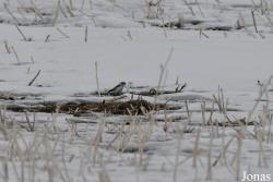 Manitoba