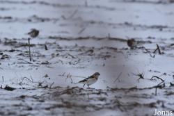 Plectrophenax nivalis nivalis
