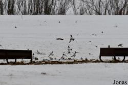 Manitoba