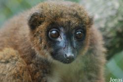 Eulemur rubriventer