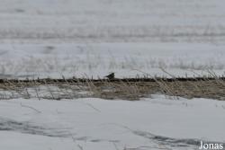 Manitoba