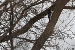 Dryobates villosus septentrionalis