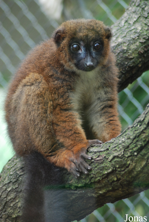 Parc Zoologique et Botanique de Mulhouse