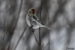 Manitoba