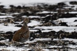 Manitoba