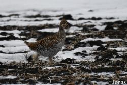 Manitoba