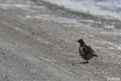 Manitoba
