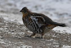 Manitoba