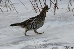 Manitoba