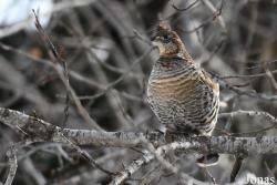 Manitoba