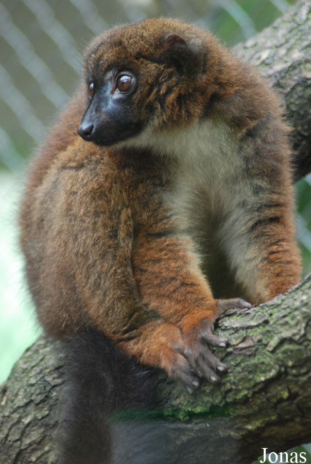 Parc Zoologique et Botanique de Mulhouse