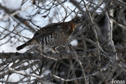 Manitoba