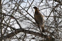 Manitoba