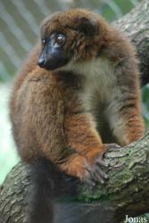 Parc Zoologique et Botanique de Mulhouse